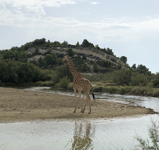 Het Afrikaanse reservaat van Sigean - Het giraffenpark