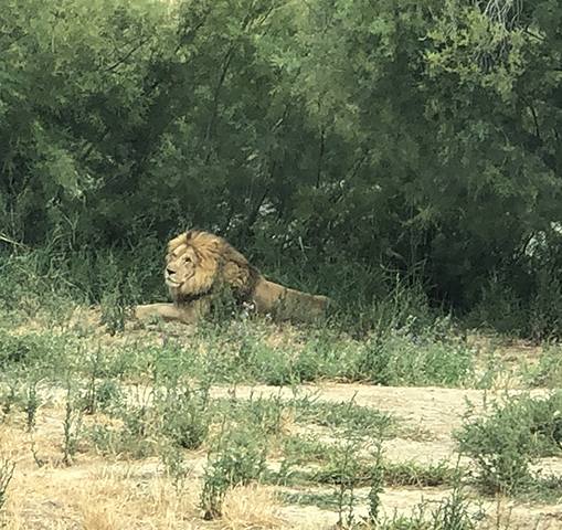 La réserve Africaine de Sigean - het leeuwenpark