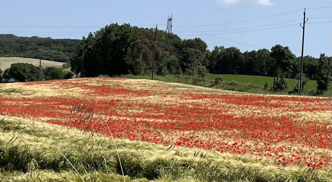 fields of poppies Aude